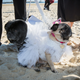 The only beach wedding I’d ever attend. Image: Getty